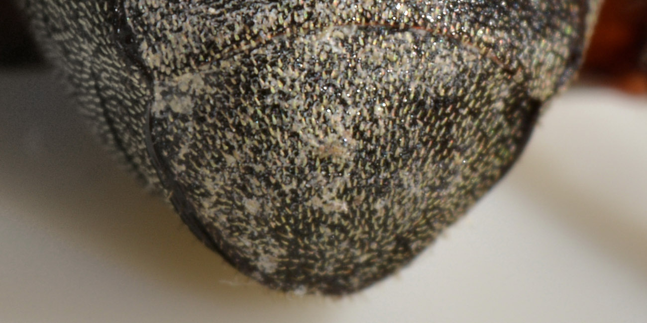 Hoplia brunnipes anche lei?   S !